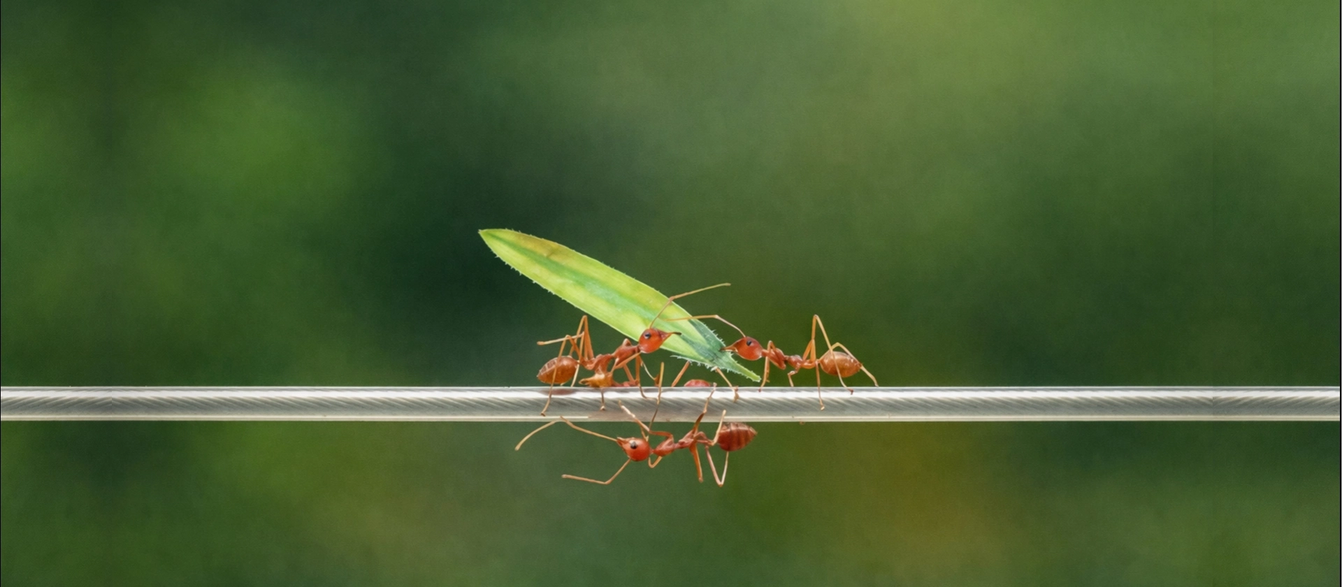 Mehrere rötliche Ameisen tragen gemeinsam ein grünes Blatt über eine gespannte Leine, vor einem weich unscharfen grünen Hintergrund in natürlicher Umgebung.