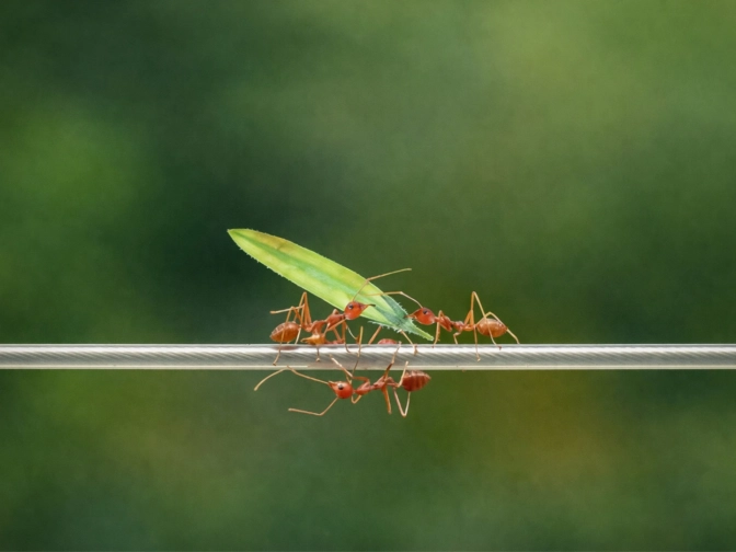 Mehrere rötliche Ameisen tragen gemeinsam ein grünes Blatt über eine gespannte Leine, vor einem weich unscharfen grünen Hintergrund in natürlicher Umgebung.